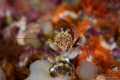   Gnathophyllumelegans  